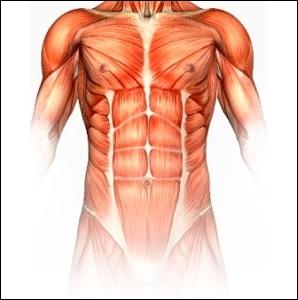 De combien de muscles le corps humain est-il constitué ?