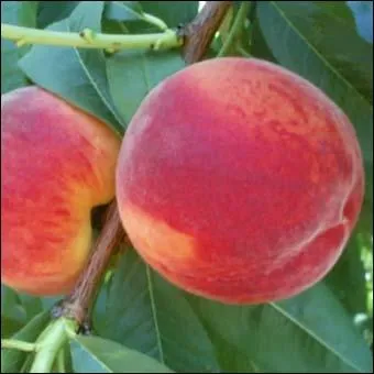 Comment s'appelle l'arbre qui produit les pches ?