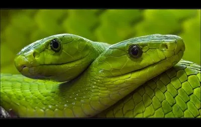 Ne recherchez pas la frquentation de cet animal d'Afrique du sud, il n'est pas frquentable et son venin est fatal !