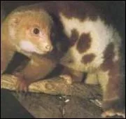 Ce couscous-l ne connat ni Saupiquet, ni Garbit, il vit dans les arbres de ...