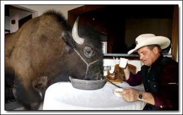 O pouvez-vous trouver ce bison, d'avance, je vous dis chapeau ?