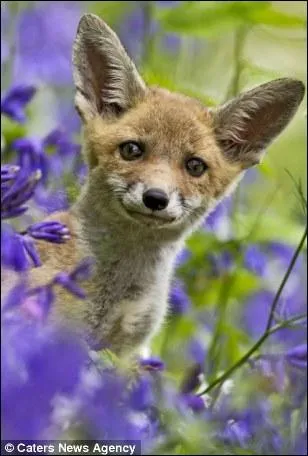 Dans lequel de ces trois pays le renard a-t-il t introduit ?