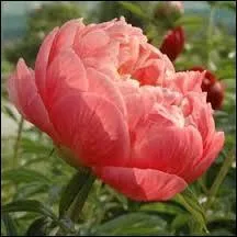 - la pivoine ---- la terre d'une raide branche de ----- vif,