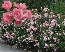 - et le rosier n'ose encore que des ----- d'un marron rose, d'une vibrante couleur de ----- .