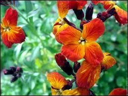 Complétez : Cueille pourtant la ----- brune qui devance la tulipe,