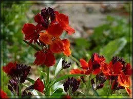 - elle est colorée, rustaude et vêtue de ----- solide, comme une -----.