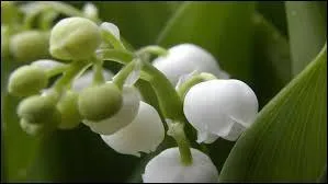 - d'un ----- vert, d'où ------ l'odeur divine. »