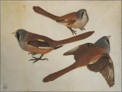 Codex Vallardi : Msanges  moustaches