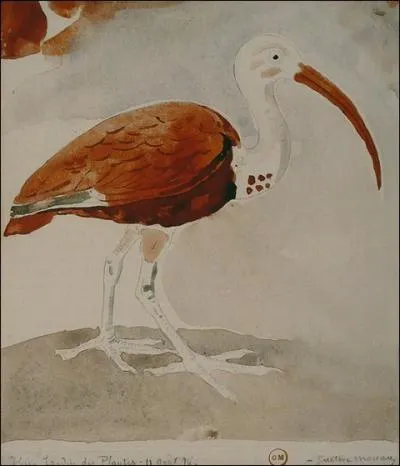 Ibis, 1876