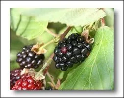 Cochez la suite : Mrier ...