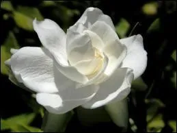 Cochez la suite : Fleur ...