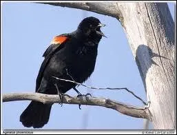 Quelle est la suite : Cri ...