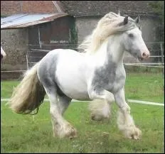 Quelle est la robe de ce cheval ?