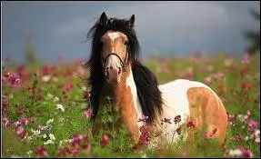 La robe de ce cheval est-elle pie gris ?