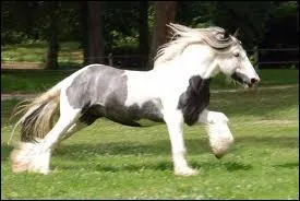 Ce cheval est-il  overo  ?