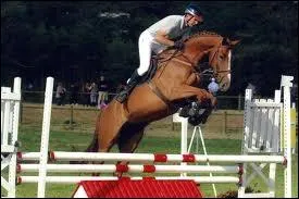 Quelle est cette clbre race de cheval ?