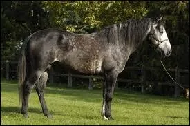 Je complique, quelle est cette race ?