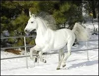 Et celui-l, ne serait-ce pas un pleven ?