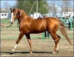 Est-ce un barbe en tenant compte que la race de ce cheval prsente plusieurs dfauts de conformation !