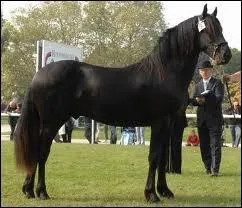 Quelle est la race de cheval qui a beaucoup de sang arabe dans le sang ?