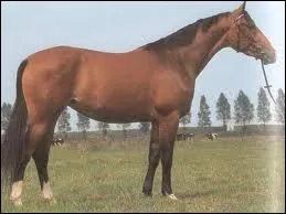 Quelle est la race de ce cheval qui vient d'Allemagne et qui peut-tre noir, bai, alezan ou gris et a des allures amples et enleves ?