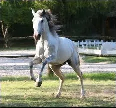 Suis-je un palomino sachant que je viens du Portugal ?