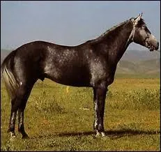 Quelle est la race de ce cheval en tenant compte que je viens d'Ouzbkistan, que je fais entre 1m40 et 1m50 environ et que je suis gris, bai ou alezan ?