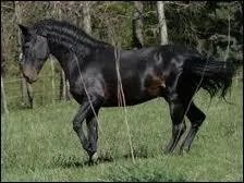 Et celui-ci qui mesure dans les 1m50, est bai ou noir et a une allure dite orientale ?