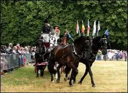 Est-ce un kathiawaries sachant qu'il ne peut tre noir et que sa taille est plus celle d'un poney car il mesure moins 1m 45 ?