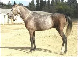 Que voyons-nous sur cette photo, il fait entre 1m40 et 1m50, il a parfois un raie de mulet et est trs bien adapt pour la montagne ?