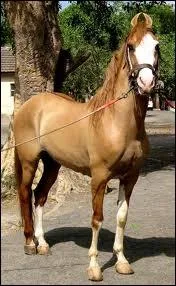 Et ici sachant qu'il ne peut tre noir et que sa taille est plus celle d'un poney car il mesure moins 1m 45 ?