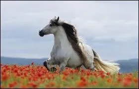 Ce cheval est-il un lusitanien, sachant qu'il vient d'Espagne et qu'il fait entre 1m53 et 1m63 ?