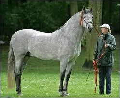 Et lui, c'est un... ... . . qui vient d'Espagne, fait entre 1m53 et 1m63 et est d'une des race espagnoles les plus anciennes !