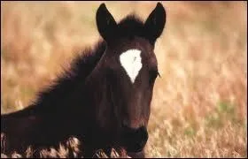 Celle-ci est une robe noire .