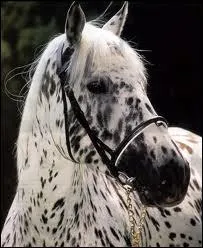 Est-ce un appaloosa ?