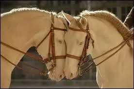 Quel est le nom de la robe de ce cheval ?