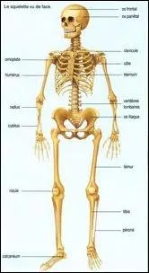 (un peu osé) : 
Mon 1er fait l'amour 
Mon 2e a ce qu'il faut pour le faire 
Mon 3e a envie de le faire 
Mon tout est un os appelé aussi scapula.