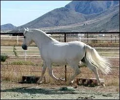 Comment s'appelle cette robe ?