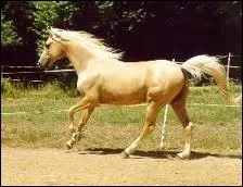 Comment s'appelle cette robe ?