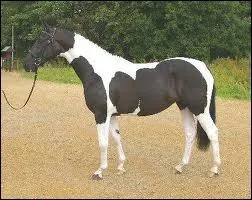 Comment s'appelle cette robe ?