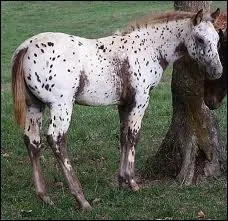 Comment s'appelle cette robe ?