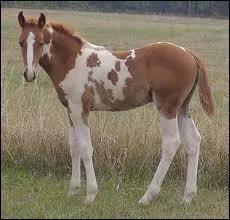 Comment s'appelle cette robe ?