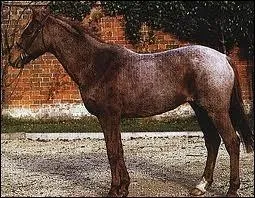 Comment s'appelle cette robe ?