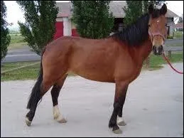 Comment s'appelle cette robe ?