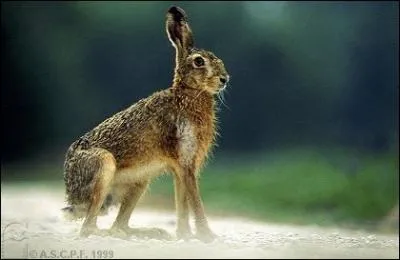 Quel est cet animal ?