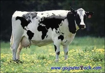 Quel est cet animal ?