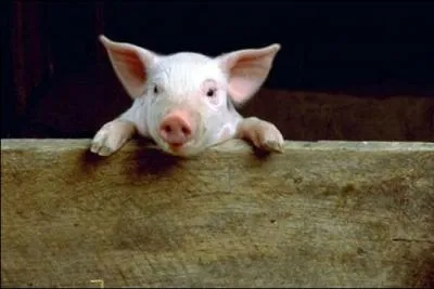 Quel est cet animal ?