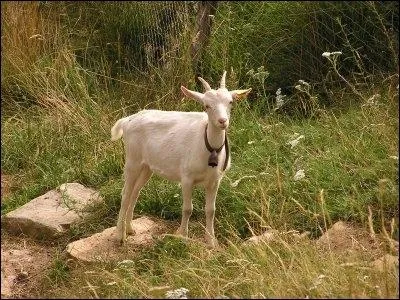 Quel est cet animal ?