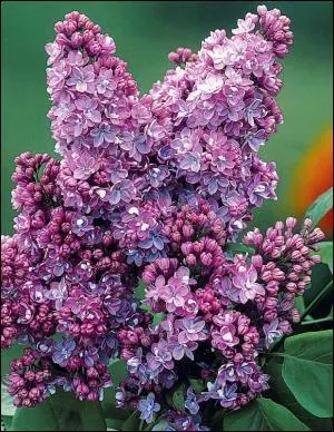 Comment appelle-t-on la grappe de fleurs de forme pyramidale du lilas ?
