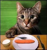 Que mangent les chats ?
